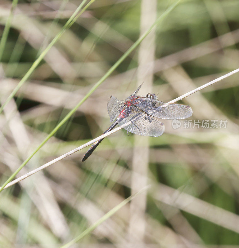 白面飞镖蜻蜓(Leucorrhinia dubia)雄性